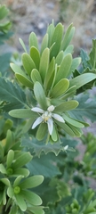 Kissenia capensis image