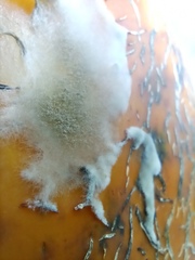Botrytis