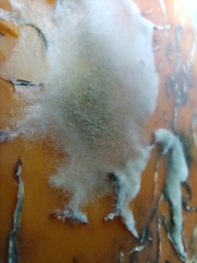 Botrytis