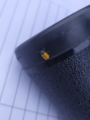 Cryptocephalus rugicollis