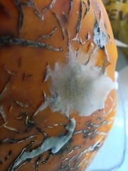 Botrytis