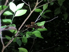 Erebus hieroglyphica