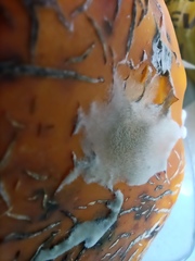 Botrytis