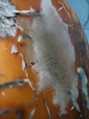 Botrytis