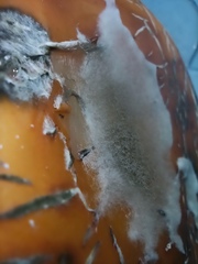 Botrytis