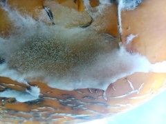 Botrytis