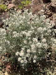 Leucosphaera bainesii