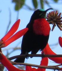 Chalcomitra senegalensis gutturalis