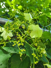 Hydrangea petiolaris