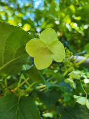 Hydrangea petiolaris