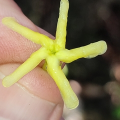 Tabernaemontana laurifolia