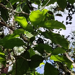 Tabernaemontana laurifolia