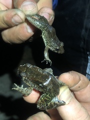 Leptodactylus wagneri