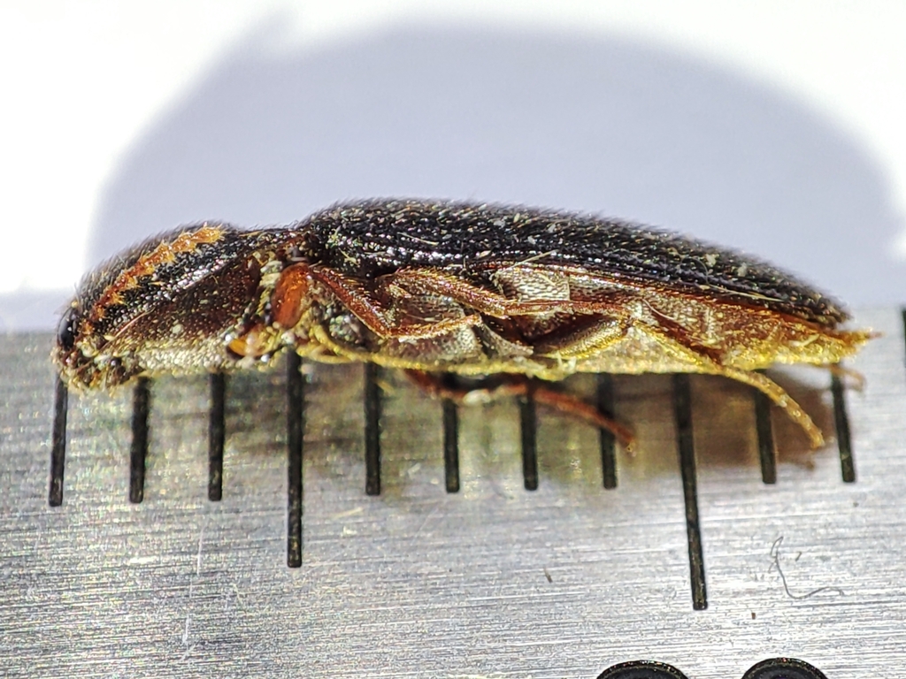 Brachygonus megerlei