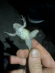 Leptodactylus wagneri