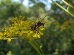 Stenopterus ater