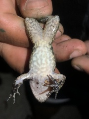 Leptodactylus wagneri