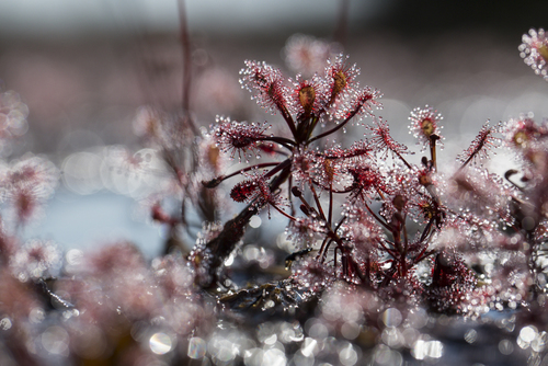 Drosera madagascariensis