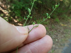 Linum striatum