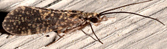Dolophilodes distinctus