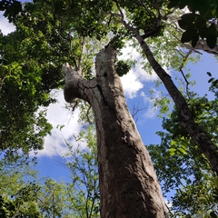 Terminalia eriostachya
