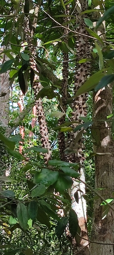 Image of Zanthoxylum caribaeum by no rights reserved