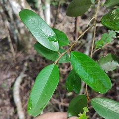 Capparis cynophallophora