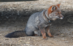 Lycalopex fulvipes