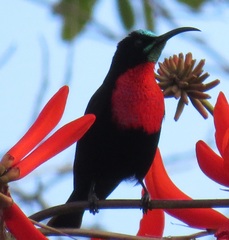 Chalcomitra senegalensis gutturalis