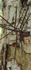 Capparis cynophallophora
