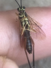 Ichneumonidae