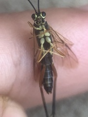 Ichneumonidae