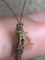 Ichneumonidae