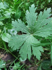 Aconitum septentrionale
