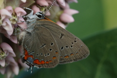 Satyrium acadica