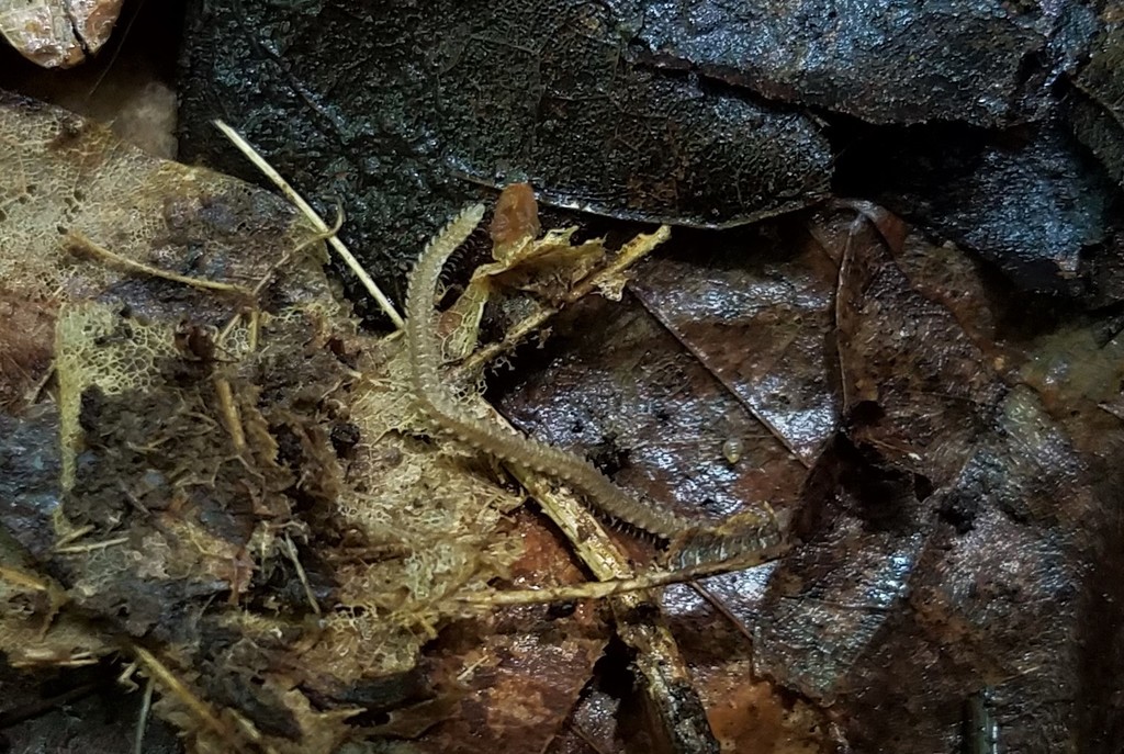 Cope's Noodle Millipede