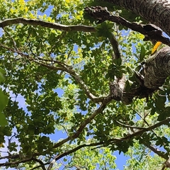 Terminalia eriostachya