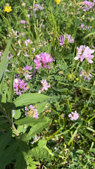 Securigera varia