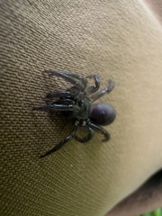 Antrodiaetus pacificus