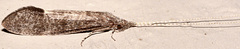 Leptocerus americanus