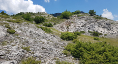 Pseudochazara cingovskii