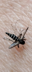 Aedes taeniorhynchus