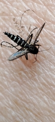 Aedes taeniorhynchus