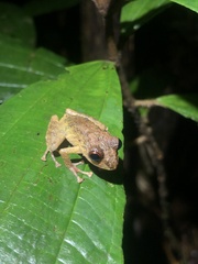 Pristimantis altamazonicus