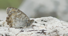 Pseudochazara cingovskii