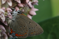 Satyrium acadica
