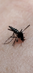 Aedes taeniorhynchus