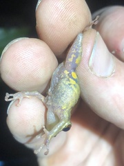 Pristimantis altamazonicus