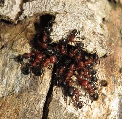Atopomyrmex mocquerysi