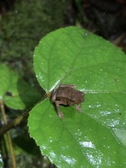 Rhinella festae